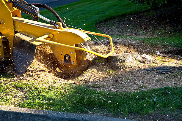 Why Choose Our Tree Removal Services in Bagdad, FL?