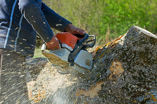 Bagdad, FL Tree Services Company